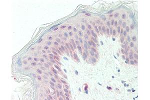 Anti-GPC1 / Glypican antibody IHC staining of human skin. (GPC1 Antikörper  (Internal Region))