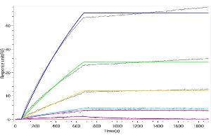 ARG1 Recombinant Monoclonal Antibody  captured on Protein A Chip can bind Recombinant Human ARG1 with an affinity constant of 0.