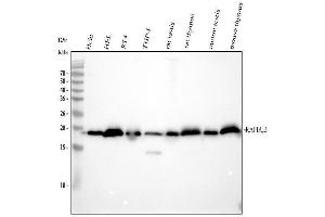 anti-RAP1A + RAP1B antibody