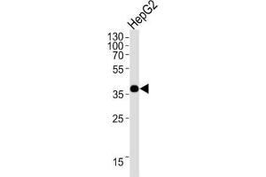 Western Blotting (WB) image for anti-Olfactory Receptor, Family 1, Subfamily L, Member 3 (OR1L3) antibody (ABIN3004734) (OR1L3 Antikörper)