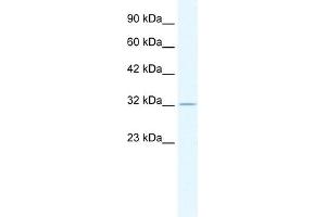 ZFP36 Antikörper  (N-Term)