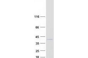 Western Blotting (WB) image for NECAP Endocytosis Associated 1 (NECAP1) (Transcript Variant 1) protein (Myc-DYKDDDDK Tag) (ABIN2727055)