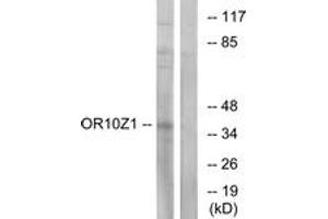 Western blot analysis of extracts from COS7 cells, using OR10Z1 Antibody. (OR10Z1 Antikörper  (AA 201-250))
