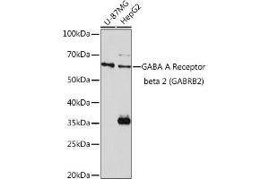 Western blot analysis of extracts of various cell lines, using GABA A Receptor beta 2 (GABA A Receptor beta 2 (G)) Rabbit pAb (ABIN3015661, ABIN3015662, ABIN3015663, ABIN1679930 and ABIN6219009) at 1:1000 dilution. (GABRB2 Antikörper  (AA 26-244))