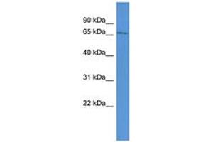 Image no. 1 for anti-Amyloid beta (A4) Precursor Protein-Binding, Family B, Member 1 Interacting Protein (APBB1IP) (AA 38-87) antibody (ABIN6746504)