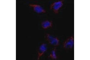 Immunofluorescence analysis of BMP7 antibody and HeLa cells. (BMP7 Antikörper  (AA 15-44))