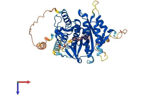 ATG4C Protein (AA 1-458) (His tag)