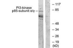 Western blot analysis of extracts from COS7 cells, treated with H2O2 100uM 30', using PI3-kinase p85-alpha/gamma (Ab-467/199) Antibody. (PI3K p85 alpha/gamma Antikörper  (AA 436-485))