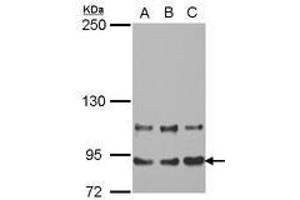 Image no. 1 for anti-Mediator Complex Subunit 16 (MED16) (AA 65-354) antibody (ABIN1499361) (MED16 Antikörper  (AA 65-354))
