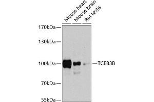 Western blot analysis of extracts of various cell lines, using TCEB3B antibody  at 1:1000 dilution. (TCEB3B Antikörper  (AA 534-753))