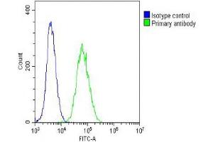 Overlay histogram showing NIH/3T3 cells stained with (ABIN6242235 and ABIN6578662) (green line). (TUBB2A Antikörper  (AA 14-46))