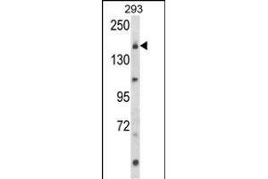 Western blot analysis of UNC13B Antibody (Center) (ABIN652852 and ABIN2842552) in 293 cell line lysates (35 μg/lane). (UNC13B Antikörper  (AA 1062-1091))
