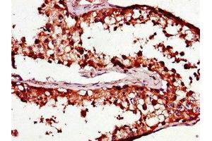 Immunohistochemistry of paraffin-embedded human testis tissue using ABIN7164882 at dilution of 1:100 (PCOTH Antikörper  (AA 50-100))