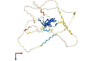 FOXB2 Protein (AA 1-432) (His tag)