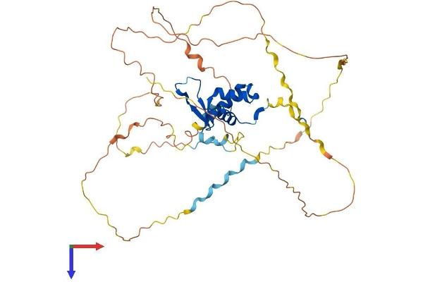 FOXB2 Protein (AA 1-432) (His tag)