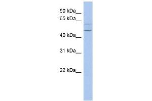 PWWP2B antibody used at 1 ug/ml to detect target protein. (PWWP2B Antikörper  (N-Term))