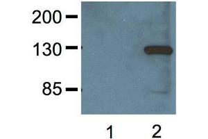 1:000 (1μg/mL) Ab dilution probed against HEK293 cells transfected with V5-tagged protein vector, untransfected (1) and transfected (2) (V5 Epitope Tag Antikörper)
