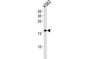 Western Blotting (WB) image for anti-Polymerase (DNA Directed), epsilon 3 (p17 Subunit) (POLE3) antibody (ABIN3003136) (POLE3 Antikörper)