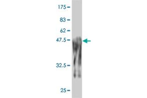 PRKRIP1 Antikörper  (AA 1-184)
