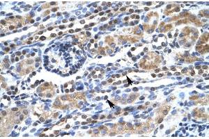 Human kidney; SUPT5H antibody - C-terminal region in Human kidney cells using Immunohistochemistry (SUPT5H Antikörper  (C-Term))