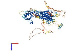 RTKN2 Protein (AA 1-609) (His tag)