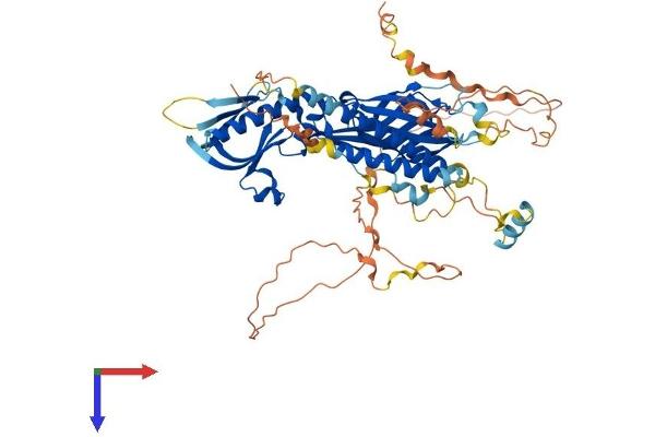 RTKN2 Protein (AA 1-609) (His tag)