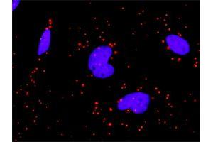 Proximity Ligation Analysis of protein-protein interactions between PDGFRA and PIK3R1. (PIK3R1 Antikörper  (AA 1-454))