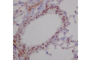 Immunohistochemical analysis of paraffin-embedded mouse lung, using RUNX1/RUNX2/RUNX3 Antibody. (Rekombinanter RUNX1,RUNX2,RUNX3 Antikörper)
