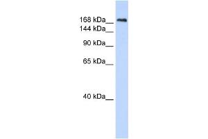 WB Suggested Anti-CNTNAP1 Antibody Titration:  0. (CNTNAP1 Antikörper  (N-Term))