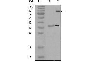 Western Blot showing EphA3 antibody used against truncated Trx-EphA3 recombinant protein (1) and truncated EphA3 (aa566-983)-hIgGFc transfected CHO-K1 cell lysate (2). (EPH Receptor A3 Antikörper  (AA 751-983))