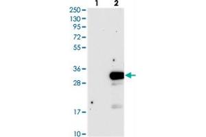 Western blot analysis of Lane 1: Negative control (vector only transfected HEK293T lysate), Lane 2: Over-expression Lysate (Co-expressed with a C-terminal myc-DDK tag (~3. (DTD1 Antikörper)