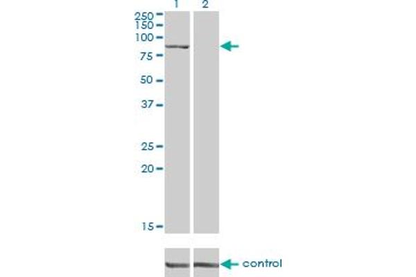 DLG3 anticorps  (AA 281-380)