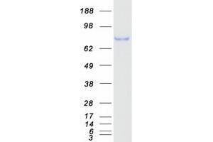 Western Blotting (WB) image for Disabled Homolog 1 (Drosophila) (DAB1) protein (Myc-DYKDDDDK Tag) (ABIN2712270)