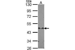 STAP2 Antikörper  (C-Term)