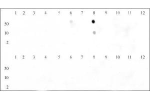Dot blot of Histone H3 trimethyl Lys9 antibody.