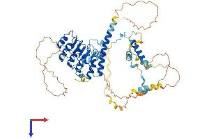 Leiomodin 2 Protein (LMOD2) (AA 1-550) (His tag)