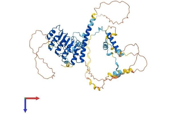 Leiomodin 2 Protein (LMOD2) (AA 1-550) (His tag)