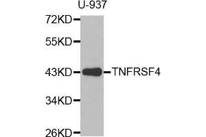 Western blot analysis of extracts of U-937 cell line, using TNFRSF4 antibody. (TNFRSF4 Antikörper  (AA 100-200))
