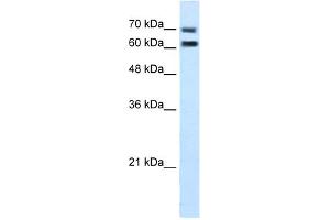 WB Suggested Anti-FAM55D Antibody Titration:  5. (FAM55D Antikörper  (C-Term))