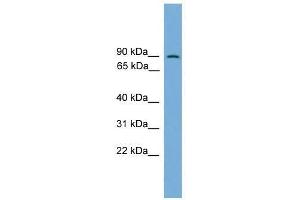 Western Blot showing MAPK7 antibody used at a concentration of 1-2 ug/ml to detect its target protein. (MAPK7 Antikörper  (Middle Region))