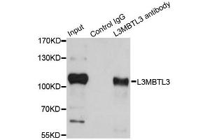 Immunoprecipitation analysis of 200ug extracts of HeLa cells using 1ug L3MBTL3 antibody. (L3MBTL3 Antikörper)