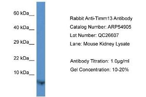 Western Blotting (WB) image for anti-Translocase of Inner Mitochondrial Membrane 13 Homolog (TIMM13) (N-Term) antibody (ABIN785713) (TIMM13 Antikörper  (N-Term))