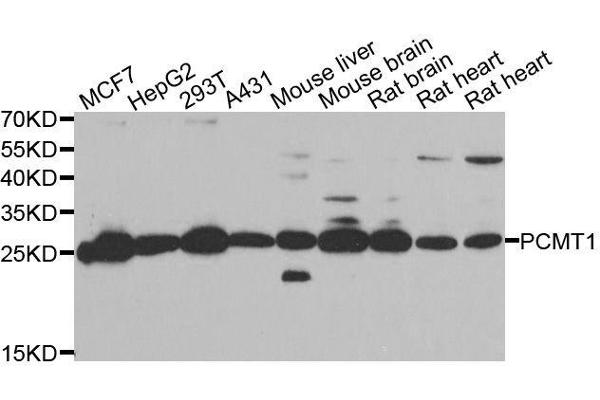 PCMT1 antibody  (AA 62-286)