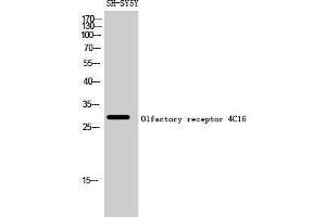 Western Blotting (WB) image for anti-Olfactory Receptor, Family 4, Subfamily C, Member 16 (OR4C16) (C-Term) antibody (ABIN3186090) (OR4C16 Antikörper  (C-Term))