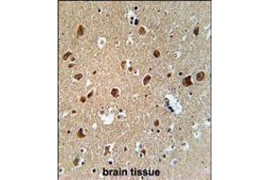 AFTPH Antibody immunohistochemistry analysis in formalin fixed and paraffin embedded human brain tissue followed by peroxidase conjugation of the secondary antibody and DAB staining. (Aftiphilin Antikörper  (C-Term))