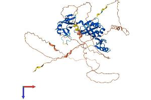 CPEB2 Protein (AA 1-589) (His tag)