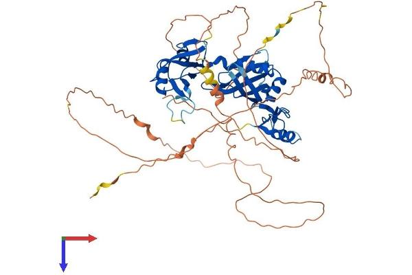 CPEB2 Protein (AA 1-589) (His tag)