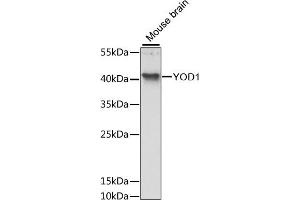 Western blot analysis of extracts of mouse brain, using YOD1 antibody (ABIN6133391, ABIN6150335, ABIN6150336 and ABIN6217204) at 1:3000 dilution. (YOD1 Antikörper  (AA 1-348))
