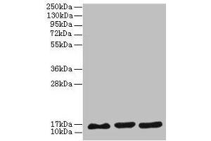 Western blot All lanes: SYNJ2BP antibody at 3 μg/mL Lane 1: MCF-7 whole cell lysate Lane 2: U251 whole cell lysate Lane 3: Caco-2 whole cell lysate Secondary Goat polyclonal to rabbit IgG at 1/10000 dilution Predicted band size: 16 kDa Observed band size: 16 kDa (SYNJ2BP Antikörper  (AA 1-117))