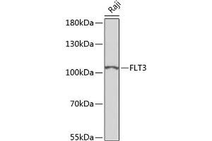 Western blot analysis of extracts of Raji cells, using FLT3 antibody (ABIN6131275, ABIN6140693, ABIN6140696 and ABIN6223885) at 1:500 dilution. (FLT3 Antikörper)